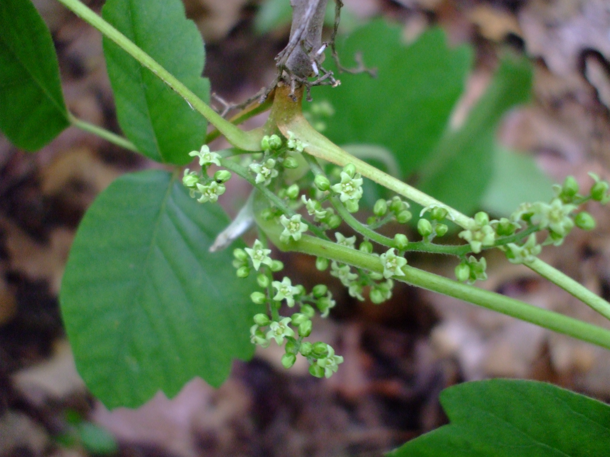 Toxicodendron radicans